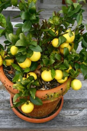 Вирощуємо лимон