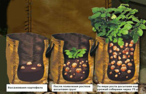 Вирощування картоплі, улюблена дача, сад і город