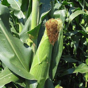 Вирощування кукурудзи на дачі - город без турбот