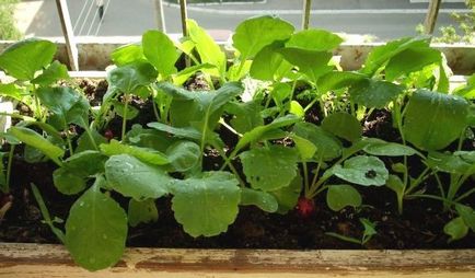Вирощування редису в теплиці взимку і на підвіконні агротехніка і корисні поради