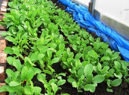 Вирощування редису в теплиці взимку і на підвіконні агротехніка і корисні поради