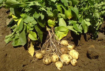 Cultivarea cartofilor de sămânță