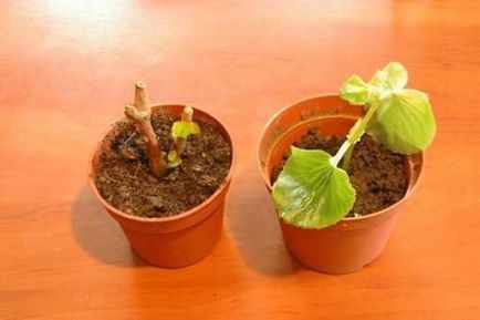 Cultivarea unei begonii din ce în ce mai înflorite dintr-o tăietură, video