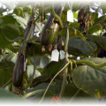 Plantați răsadurile în luna august și puteți mânca castraveți proaspeți pentru o lungă perioadă de timp