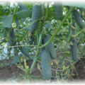 Plantați răsadurile în luna august și puteți mânca castraveți proaspeți pentru o lungă perioadă de timp
