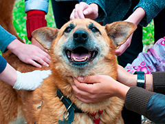 Expoziție de animale din adăpost - câini care iubesc - în parc - grădinari, mska