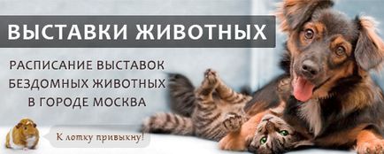 Виставка тварин з притулку - собаки, які люблять - в парку - садівники, mska