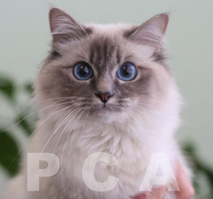 Cariera expozițională a unei pisici în activitatea de reproducție - pisica arată online