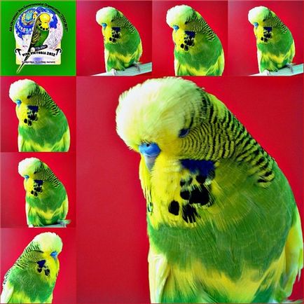 Изложба вълнисти папагалчета