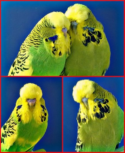 Виставкові хвилясті папужки