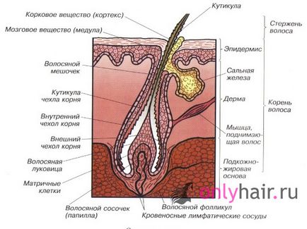 Вітаміни для зміцнення і зростання волосся в ампулах, таблетках, огляд дешевих і дорогих