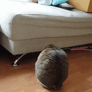 Veți fi surprinși când veți vedea ce capătă această pisică cu două buzunare
