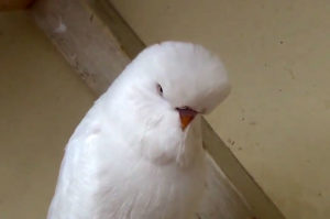 Wavy Parrot Cehă, tipuri de papagalii ondulate cu o fotografie și video