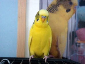 Wavy Parrot Cehă, tipuri de papagalii ondulate cu o fotografie și video