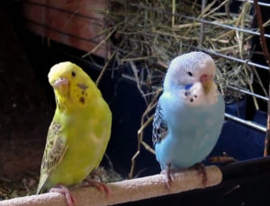 Wavy Parrot Cehă, tipuri de papagalii ondulate cu o fotografie și video