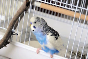 Хвилястий папуга чех, види хвилястих папуг з фото і відео