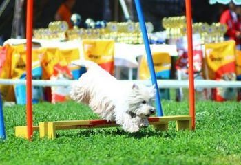 Educația și formarea profesioniștilor din West Highland White Terrier