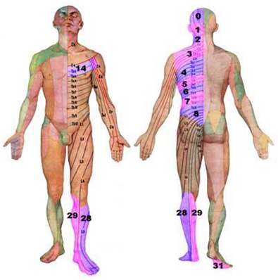 Recuperarea după un accident vascular cerebral cu un aplicator lapco