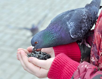 De aceea e periculos să hrănești păsările de pe mâini