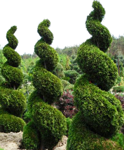 Minden ültetés, gondozás és tenyésztési arborvitae West Brabant