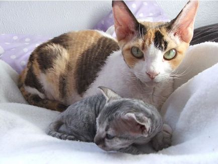 Viscount Devon Rex