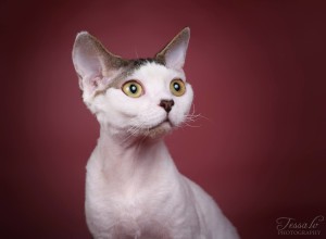 Creștere - Căsătoria pisicilor Devon Rex - livrarea de animale din întreaga lume