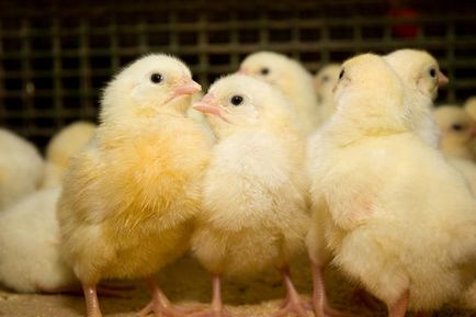 Холодно чи жарко курчатам перевіряємо настройку обігріву