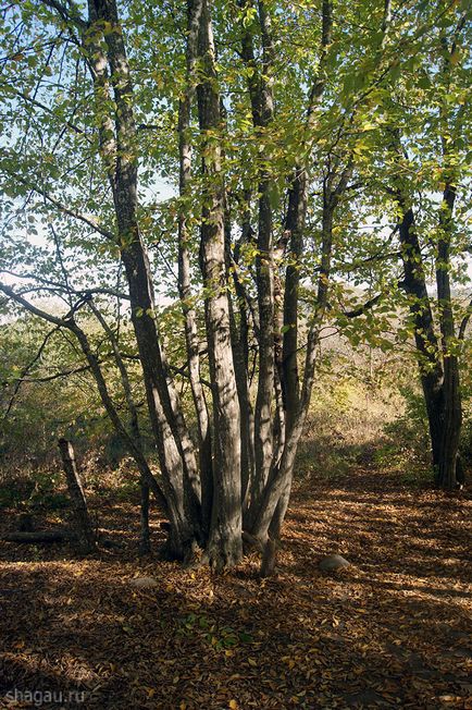 Dolmenii misterios din Teritoriul Caucazului Krasnodar și Adygea