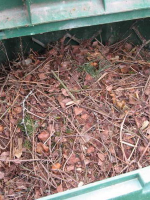 Sideratele îngrășăminte verzi și compostul din frunze de amestecuri organice pentru sol