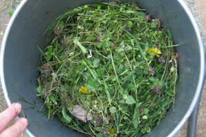 Зелене добриво сидерати і компост з листя органічні суміші для ґрунту