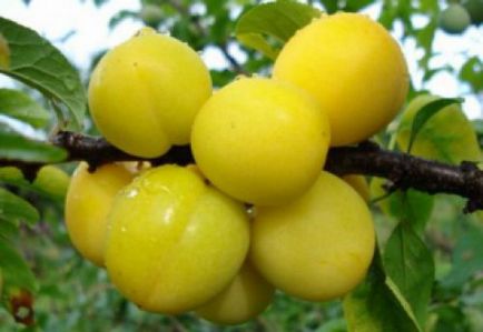 Calorii galbene de prune, folosirea si rau de prune galbene, sfaturi despre mancare