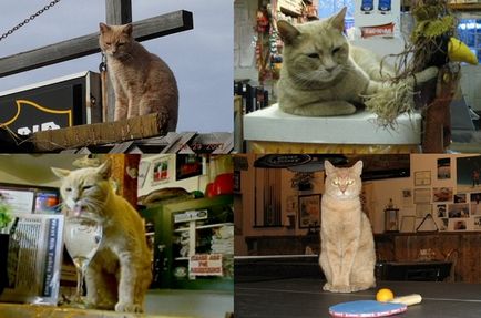 Locuitorii din oraș în Statele Unite pentru a 15-a dată a ales pisica ca primar, blogul vital al Baydics, contactați