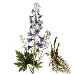 Field Larkspur delphinium, ék és a Ural, Sochirca, szarkaláb, kezelésére fű (szarkaláb) Larkspur delphinium mező, az ék és az Urál, Sochirca, szarkaláb, gyógynövény kezelésére