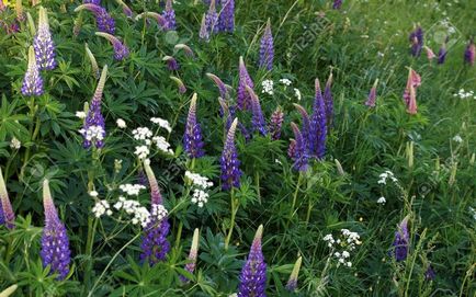Field Larkspur delphinium, ék és a Ural, Sochirca, szarkaláb, kezelésére fű (szarkaláb) Larkspur delphinium mező, az ék és az Urál, Sochirca, szarkaláb, gyógynövény kezelésére
