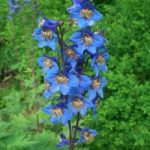 Field Larkspur delphinium, ék és a Ural, Sochirca, szarkaláb, kezelésére fű (Sochirca) Larkspur delphinium mező, az ék és az Urál, Sochirca, szarkaláb, gyógynövény kezelésére