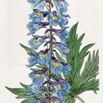 Field Larkspur delphinium, ék és a Ural, Sochirca, szarkaláb, kezelésére fű (szarkaláb) Larkspur delphinium mező, az ék és az Urál, Sochirca, szarkaláb, gyógynövény kezelésére