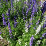 Larkspur delphinium mező, az ék és az Urál, Sochirca, szarkaláb, gyógynövény kezelésére