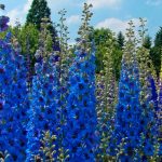 Field Larkspur delphinium, ék és a Ural, Sochirca, szarkaláb, kezelésére fű (szarkaláb) Larkspur delphinium mező, az ék és az Urál, Sochirca, szarkaláb, gyógynövény kezelésére