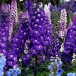 Field Larkspur delphinium, ék és a Ural, Sochirca, szarkaláb, kezelésére fű (Delphinium) Larkspur delphinium mező, az ék és az Urál, Sochirca, szarkaláb, gyógynövény kezelésére