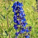 Larkspur delphinium mező, az ék és az Urál, Sochirca, szarkaláb, gyógynövény kezelésére