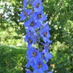 Field Larkspur delphinium, ék és a Ural, Sochirca, szarkaláb, gyógynövény kezelésére (mező) Larkspur delphinium mező, az ék és az Urál, Sochirca, szarkaláb, gyógynövény kezelésére