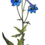 Field Larkspur delphinium, ék és a Ural, Sochirca, szarkaláb, kezelésére fű (Ural) Larkspur delphinium mező, az ék és az Urál, Sochirca, szarkaláb, gyógynövény kezelésére
