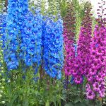 Field Larkspur delphinium, ék és a Ural, Sochirca, szarkaláb, kezelésére fű (Delphinium) Larkspur delphinium mező, az ék és az Urál, Sochirca, szarkaláb, gyógynövény kezelésére