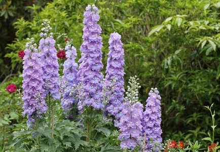 Field Larkspur delphinium, ék és a Ural, Sochirca, szarkaláb, gyógynövény kezelésére (mező) Larkspur delphinium mező, az ék és az Urál, Sochirca, szarkaláb, gyógynövény kezelésére