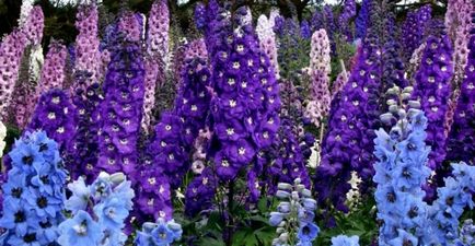 Larkspur delphinium mező, az ék és az Urál, Sochirca, szarkaláb, gyógynövény kezelésére