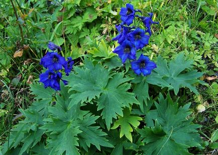 Field Larkspur delphinium, ék és a Ural, Sochirca, szarkaláb, kezelésére fű (Sochirca) Larkspur delphinium mező, az ék és az Urál, Sochirca, szarkaláb, gyógynövény kezelésére