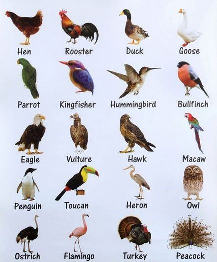 Animale în limba engleză - un nou vocabular cu sugestii și traducere