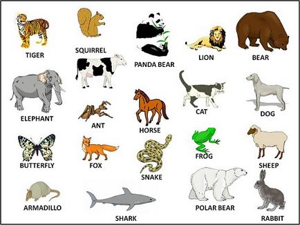 Animale în engleză - vocabular nou cu propoziții și traducere