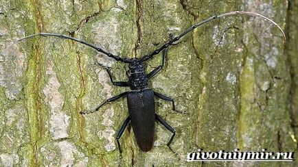 Beetle favágó (az adatok bogarak) bogár favágó