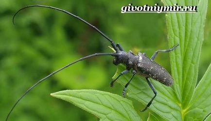 Beetle favágó (a név a bogár favágó) bogár favágó